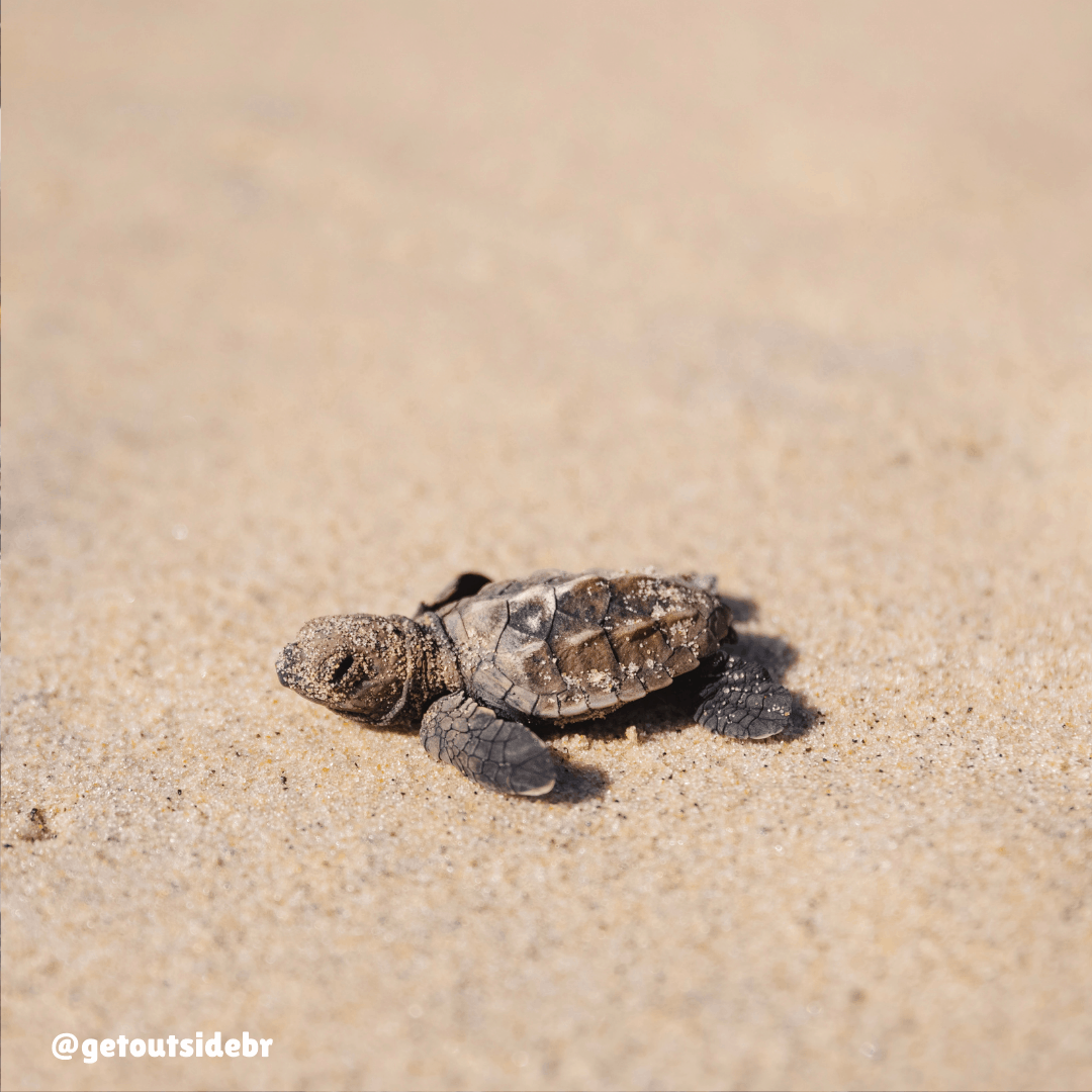 Tartatuga marinha caminhando na areia da Praia das Minas