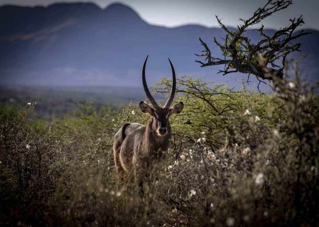 Foto do Safári no Lake Oanob