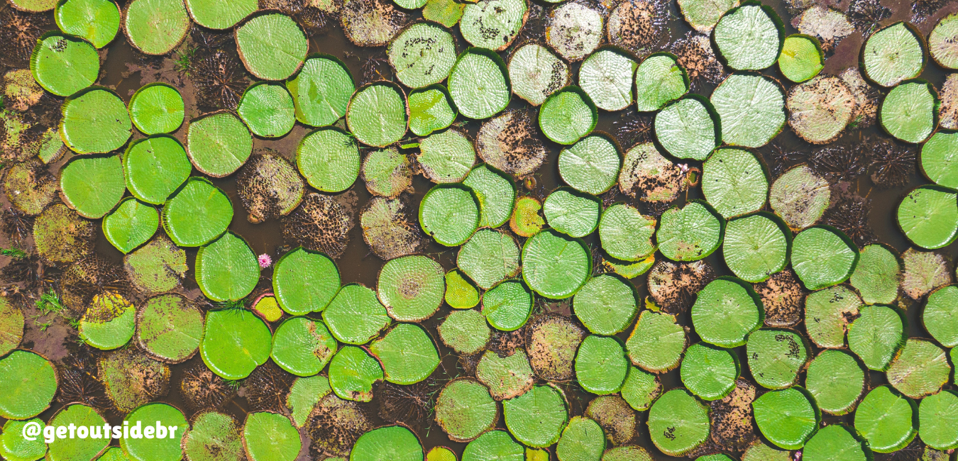 Jardim de Vitórias Régia em Alter do Chão