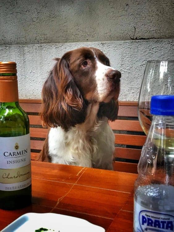 Melhores restaurantes para levar cachorro em São Paulo
